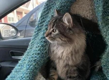 Bentley the Cat Home Safe Months After Being Stolen in Richfield Car Theft