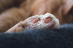 Woman Charged After 21 Cats Found Dead in Foreclosed Home